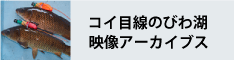 コイ目線のびわ湖映像アーカイブス