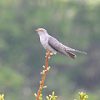 野鳥のこえからわかることウェブサイトへのリンク