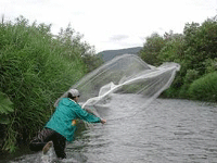 魚類調査の風景