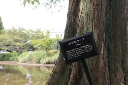 樹名板「メタセコイア」