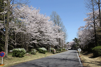 街路樹的な植栽の写真