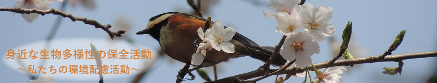 桜の木にとまるヤマガラの写真