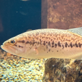 sonohanaha
            
            