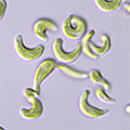 世界初、緑藻ムレミカヅキモの全ゲノム解読に成功へのリンク
