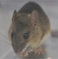 プレスリリース野ネズミの精巣と精子への原発事故後の放射線の影響へのリンク