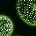 太古の世界で私達の共通祖先が繁栄を勝ち得た仕組みが明らかにへのリンク