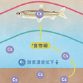 湖水と魚類の放射性セシウム濃度は季節変動しながらゆっくり減少