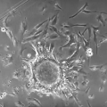 プレスリリース絶滅危惧鳥類3種の全ゲノムの塩基配列を解読へのリンク