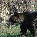 学生モニタリング調査によるヒグマ個体群動態の解明 ～40年間の長期変動と春グマ駆除制度の影響が明らかになる～