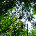 世界自然遺産・奄美群島の多様性は足元から！
            全維管束植物のモニタリング起点データを提供 