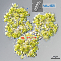 炭化水素産生藻類ボトリオコッカスの「衣」に
            ドリルで穴をあけて住み着く共生細菌の発見
            -藻類屋外大量培養と藻類ブルーム制御の鍵となる可能性-