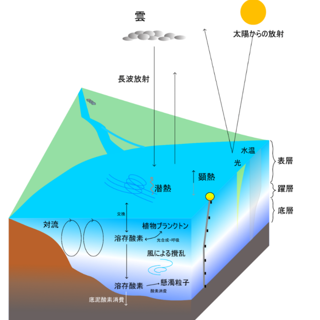 頻発する猛暑が湖底の貧酸素化を引き起こす可能性