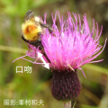 市民の力でハチを保全し、植物を保全する
            －市民参加型調査のデータを使用したハチの分布と送粉の機能形質の分布推定－
            
            