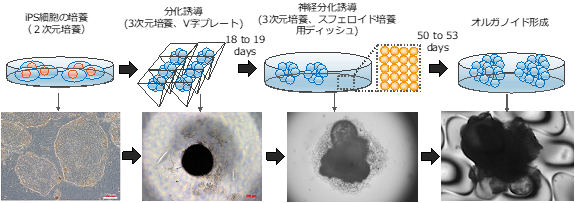 オルガノイド形成の様子