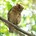 リュウキュウコノハズクOtus elegansの島間移動の初めての直接的証拠