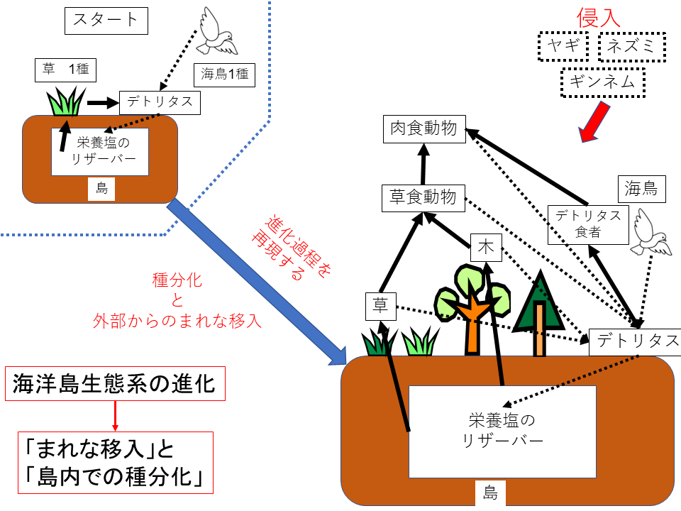 生態系進化モデルの模式図
            