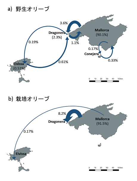 バレアレス諸島の島内・島間において、カモメの採食によりオリーブの種子が散布された方向と割合。
              