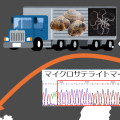 次世代シーケンサーを用いたアサリに寄生するカイヤドリウミグモの新規なマイクロサテライトマーカー開発とその特性