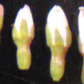 福島第一原子力発電所事故による低線量放射線がサクラの花粉形成に及ぼす影響