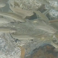 琵琶湖南湖における在来コイ科魚類8種の57年間の資源量変化とその要因