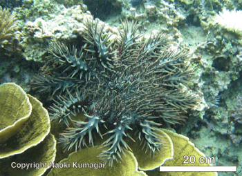 サンゴ捕食者オニヒトデの大型成体