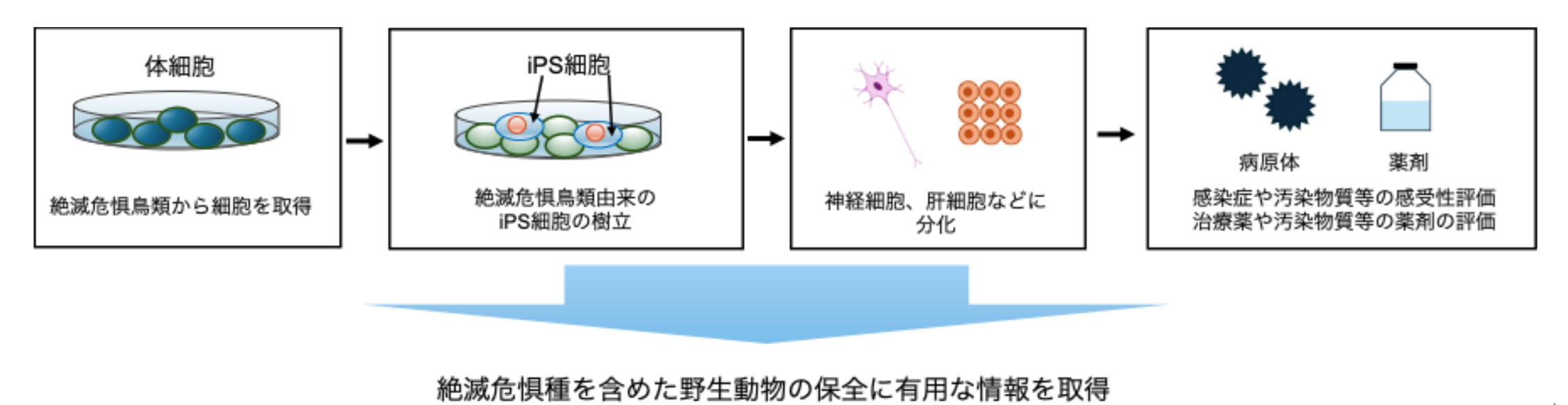 図1 iPS細胞を用いた感受性情報等の取得の概要
    