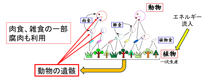 図1 生態系進化モデルの概念図