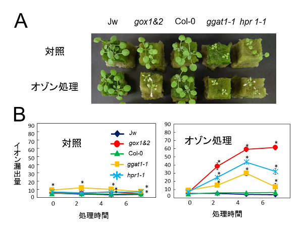 光呼吸系酵素を欠く突然変異体のオゾン感受性