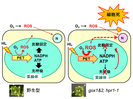 光呼吸系酵素の突然変異体がオゾン感受性になるメカニズムの仮説