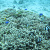 プレスリリース「枝状サンゴ2種における海洋酸性化応答の種内変異」への外部リンク