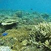 論文「水温閾値などの複数環境要因を考慮した高解像度サンゴ白化モデルの地域・広域のサンゴ礁保全への適用」概要紹介