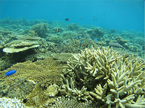 サンゴ礁生態系