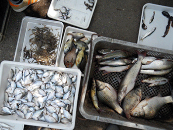 霞ヶ浦の定置網で採集された魚類の一部