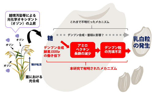 イネへのオゾン暴露により未熟粒（乳白粒）が発生するメカニズム