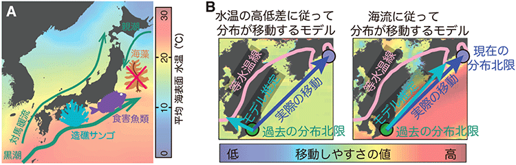 海藻やサンゴの分布変化を推定するモデルの模式図