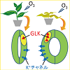 プレスリリース「葉表面の気孔の閉じ具合を調整しオゾン耐性を強化」への外部リンク