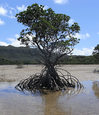 マングローブ植物の写真