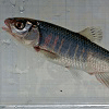 論文「ミトコンドリアDNA配列にもとづく日本国内における淡水魚オイカワの系統地理学」概要紹介