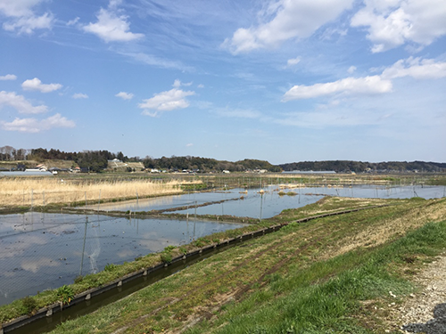 調査地の様子