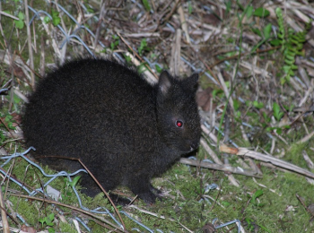 アマミノクロウサギ