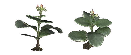 図1. ベニベンケイ（Kalanchoe blossfeldiana）の3次元モデルの例