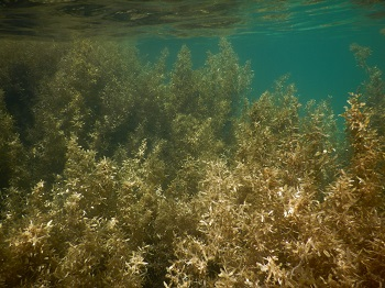 沖縄本島の東海岸で見られたホンダワラ科褐藻類を主体とした藻場