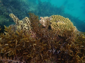 ホンダワラ科褐藻類と造礁サンゴ