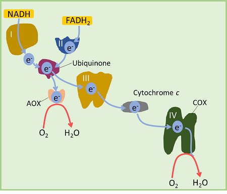 植物のミトコンドリア呼吸鎖の電子の流れ