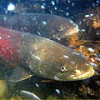 絶滅危惧淡水魚イトウの高い繰り返し産卵率と母川回帰率