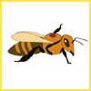 ミツバチヘギイタダニ（トゲダニ目：ヘギイタダニ科）の生態およびミツバチ（ハチ目：ミツバチ科）のダニ抵抗性に関する最新の知見