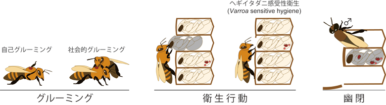 ミツバチのダニ抵抗性