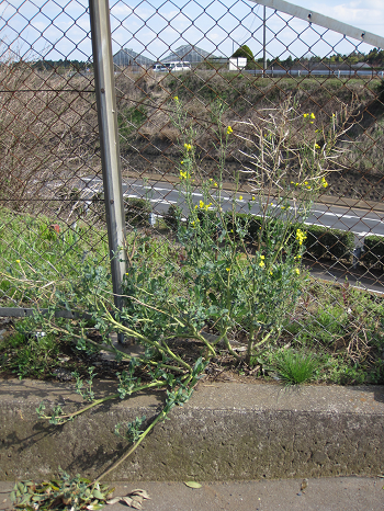 除草剤耐性ナタネ