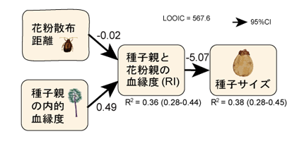 二親性近交弱勢