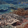 足摺宇和海国立公園周辺海域における沿岸生態系の利用・保全状況とサンゴ群集・海藻藻場の分布
